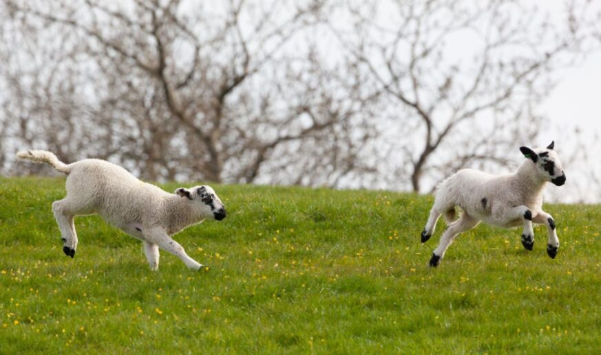 Spring Newsletter 2024