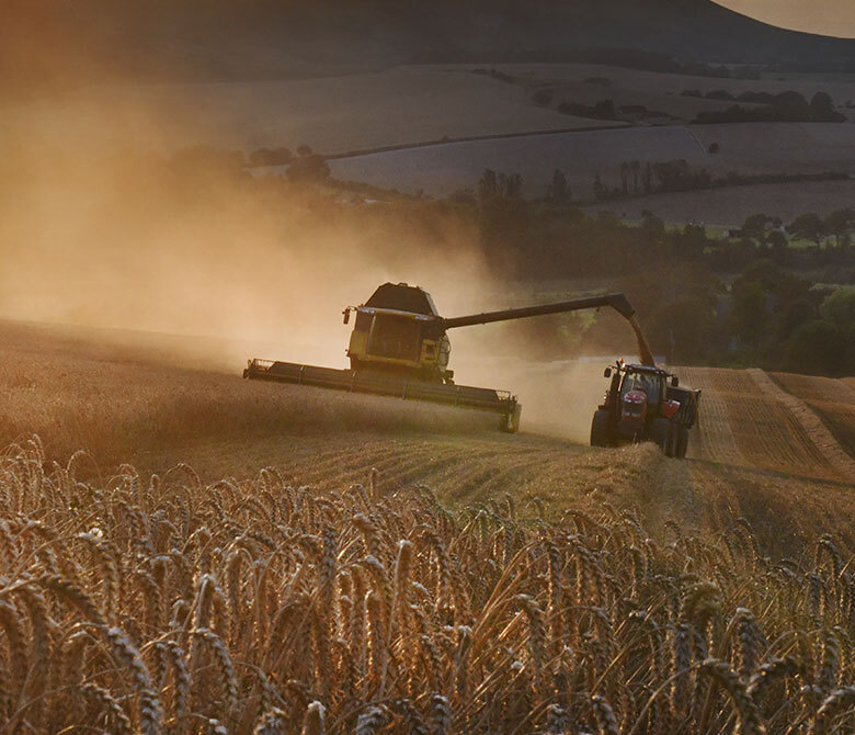 Harvesting a wheat field